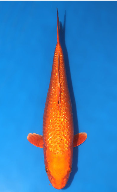 Imported Koi Fish - Gin Rin Orange Ogon | NewJerseyKoiFarm